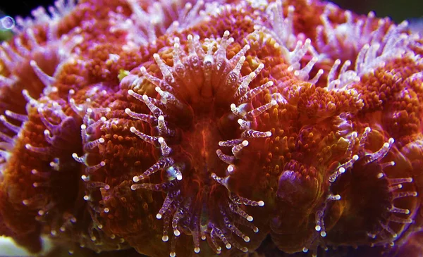 Acanthastrea Micromussa Lordhowensis Lps Coral Fotografía Cerca — Foto de Stock