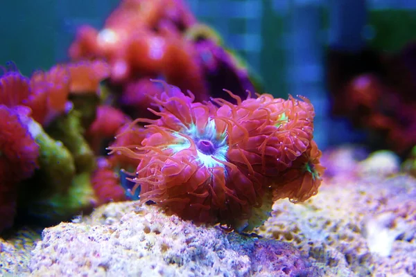 Blastomussa Merletti Coral Mercan Resif Tankında Sulu Lps Mercanı Blastomussa — Stok fotoğraf
