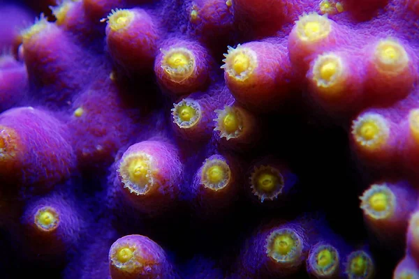 Macro Sobre Pólipos Amarelos Turbunária Coral Lps Turbinaria Mesenterina — Fotografia de Stock