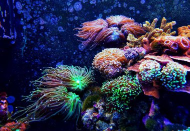 Euphyllia LPS renkli mercanlarla akvaryumda renkli bir sahne