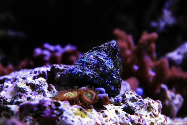 Salzwasser Trochus Schnecke Riffaquarium — Stockfoto