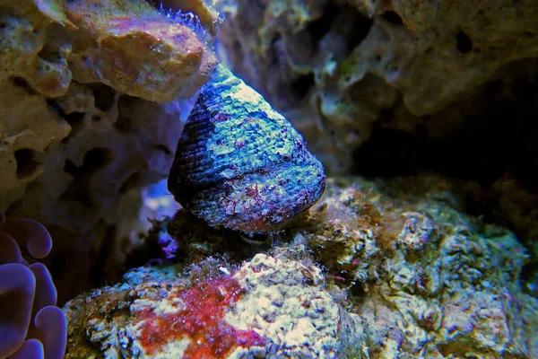 Caracol Trochus Agua Salada Tanque Acuario Arrecife — Foto de Stock