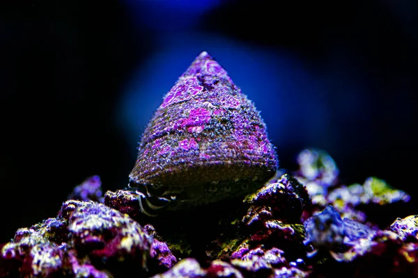 海水サンゴ礁水族館タンクのトロックスカタツムリ — ストック写真