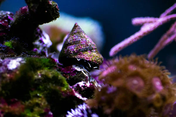 Saltwater Trochus Snail Reef Aquarium Tank — Stock Photo, Image