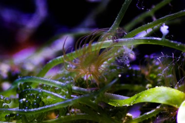 Aiptasia - küçük anemon ve tuzlu su resif akvaryumlarındaki yaygın haşerelerden biri.