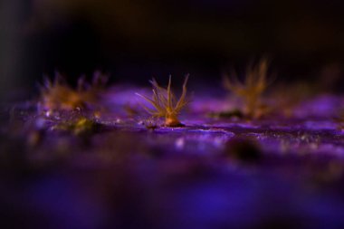 Aiptasia - küçük anemon ve tuzlu su resif akvaryumlarındaki yaygın haşerelerden biri.