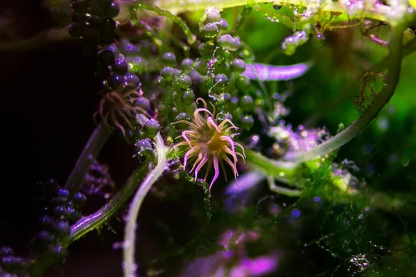 Aiptasia Kleine Anemone Und Einer Der Häufigsten Schädlinge Meerwasserriffaquarium — Stockfoto