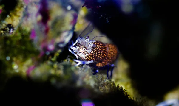 大黄蜂盐水虾 Gnathophyllum优雅 — 图库照片
