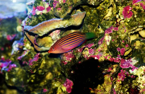 Sechszeiliger Lippfisch Pseudocheilinus Hexataenia — Stockfoto