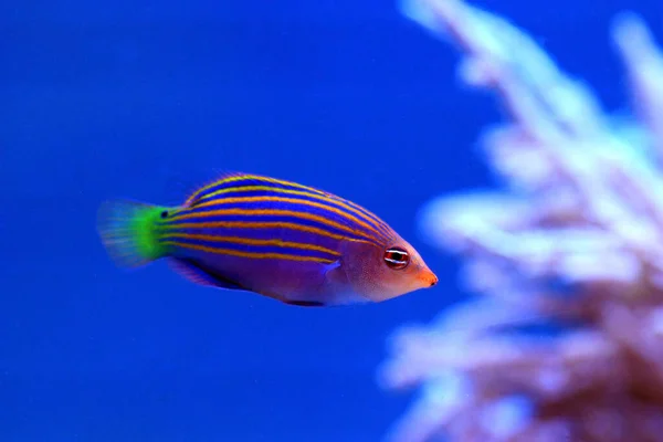 Zesregelige Wrasse Pseudocheilinus Hexataenia — Stockfoto