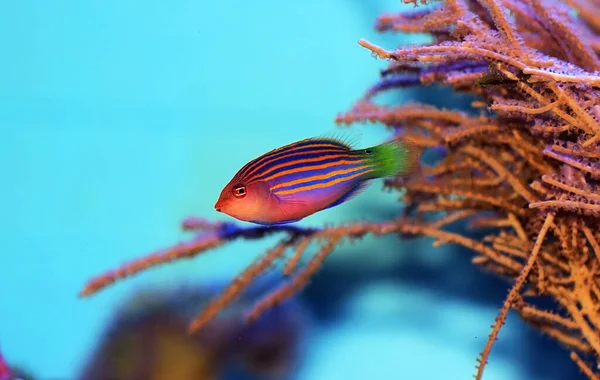 Zesregelige Wrasse Pseudocheilinus Hexataenia — Stockfoto