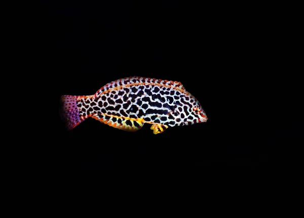 Wrasse Manchas Negras Orientales Macropharyngodon Meleagris —  Fotos de Stock