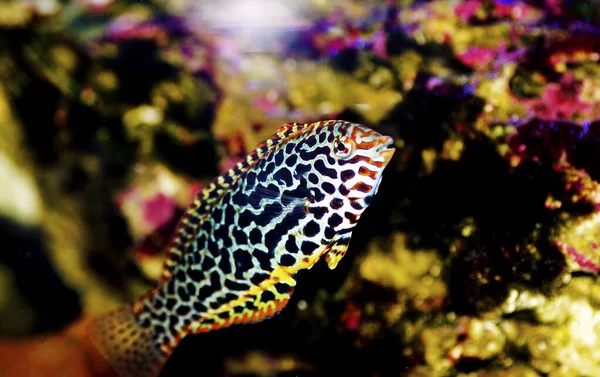 Eastern Black Spotted Wrasse Macropharyngodon Meleagris — Stock Photo, Image