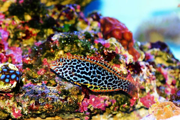 Wrasse Taches Noires Est Macropharyngodon Meleagris — Photo