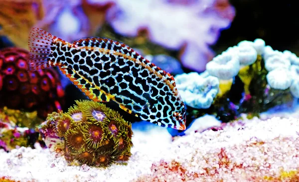 Eastern Black Spotted Wrasse Macropharyngodon Meleagris — 스톡 사진