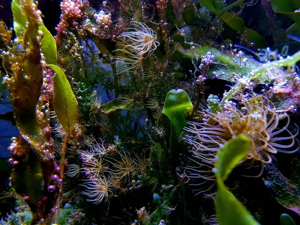 Aiptasia Piccolo Anemone Uno Dei Parassiti Comuni Negli Acquari Barriera — Foto Stock