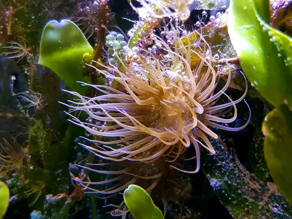 Aiptasia Small Anemone One Common Pests Saltwater Reef Aquariums — Stock Photo, Image