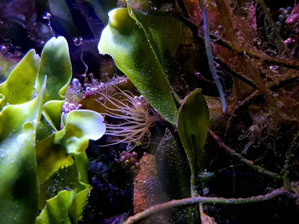 Aiptasia Kleine Anemone Und Einer Der Häufigsten Schädlinge Meerwasserriffaquarium — Stockfoto