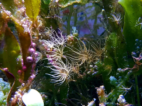 Aiptasia Small Anemone One Common Pests Saltwater Reef Aquariums — Stock Photo, Image