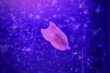 Hayalet solucanının ender bir görüntüsü - Maricola (Planarian) resif akvaryum camında üç parçalı kurtçuklar