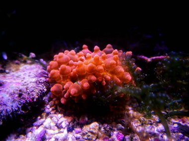 Kabarcık uçlu şakayık - Entacmaea dörtlü rengi