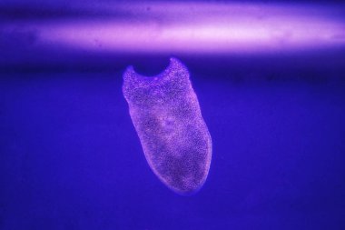 Hayalet solucanının ender bir görüntüsü - Maricola (Planarian) resif akvaryum camında üç parçalı kurtçuklar