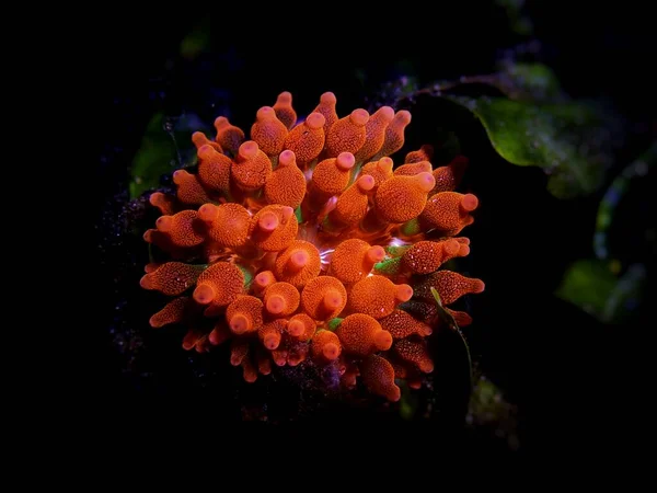 Anémona Punta Burbuja Entacmaea Quadricolor —  Fotos de Stock