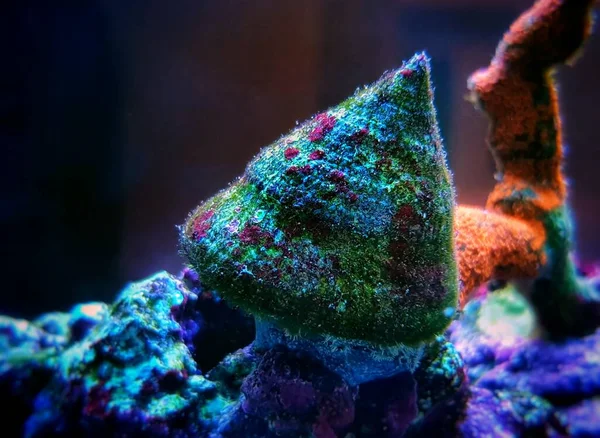 Saltwater Trochus Snail Reef Aquarium Tank — Stock Photo, Image