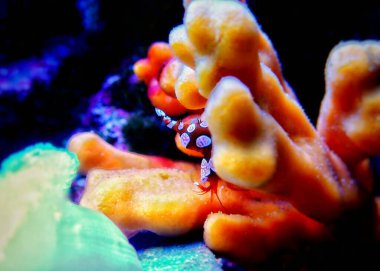 Seksi karidesli güzel bir sahne, küçük tuzlu su omurgasızı 