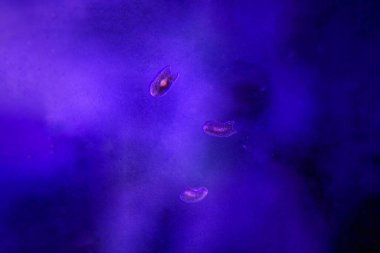 Hayalet deniz solucanı - Maricola (Planarian) resif akvaryum camında üç kat solucan