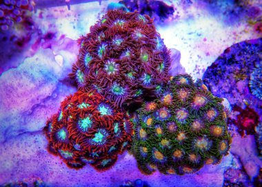 Renkli Zoanthus kolonisi yumuşak mercan polipleri