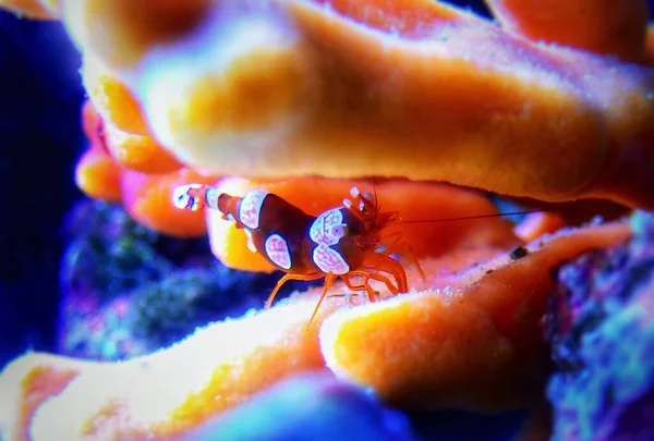 Cena Bonita Com Camarão Sexy Pequeno Invertebrado Água Salgada — Fotografia de Stock