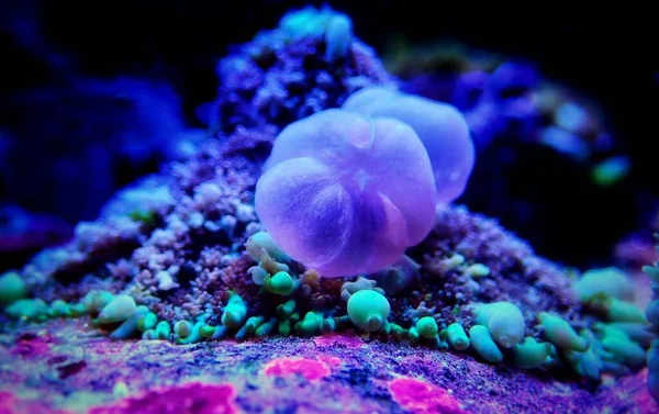 Circus Blue Ball Ugrál Gomba Korall — Stock Fotó