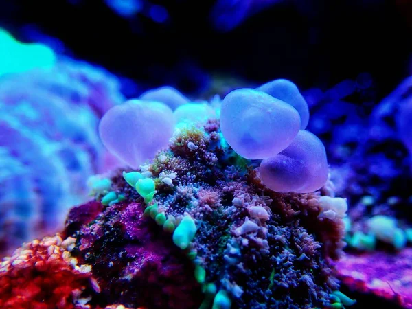 OG Circus Blue ball  bounce mushroom coral