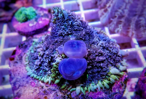 Circus Blue Ball Bounce Mushroom Coral — Stock Photo, Image