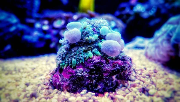 Circus Blue Ball Bounce Mushroom Coral — Stock Photo, Image