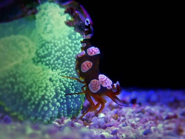 Schöne Szene Mit Sexy Garnelen Kleinen Salzwasserwirbellosen — Stockfoto