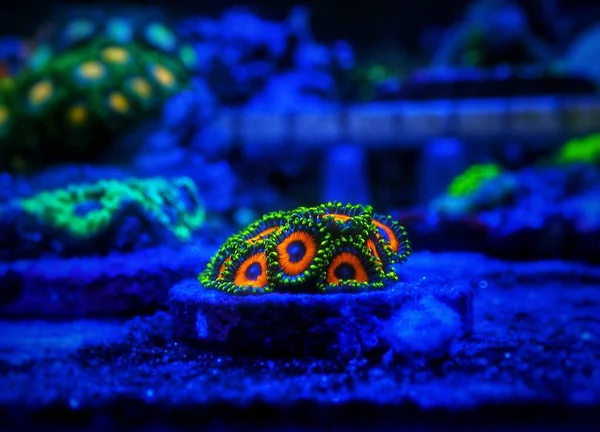 Colonia Colorida Zoanthus Pólipos Coral Suave — Foto de Stock