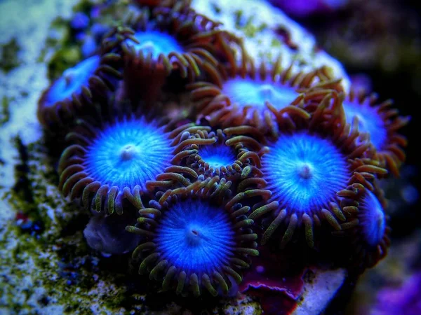 Bunte Kolonie Von Zoanthus Polyps Weichkorallen — Stockfoto