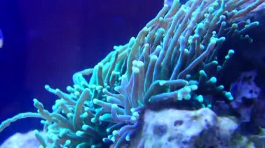 Torch Coral 'ın videosu - (Euphyllia glabrescens)