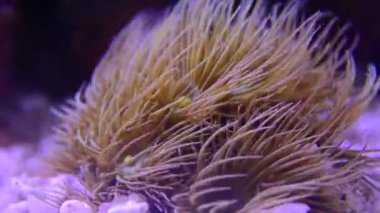 Video of Yellow Polyps in reef aquarium tank - Parazoanthus gracilis