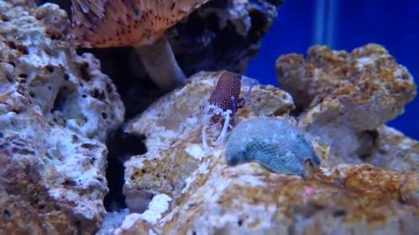 Відео Leopard Spotted Bumblebee Mediterranean Saltwater Shrimp — стокове відео