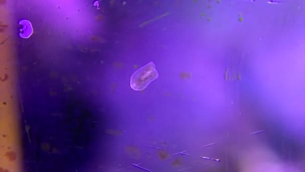 Wideo Dżdżownicy Maricola Planarian Triclad Flatworms Szkle Akwarium Rafowego — Wideo stockowe