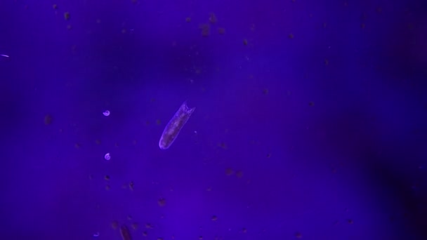 4K幽灵扁虫的影像 珊瑚礁水族馆玻璃中的Maricola Planarian 三角扁虫 — 图库视频影像