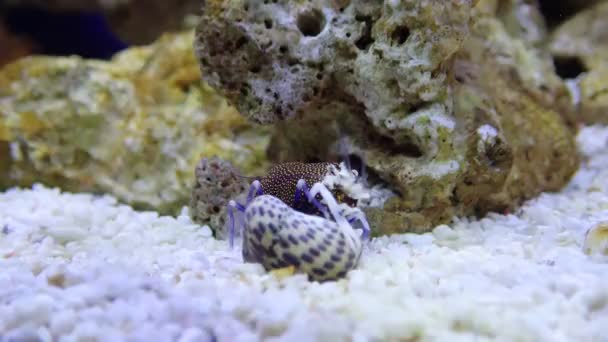 Video Leopard Spotted Bumblebee Mediterranean Saltwater Shrimp — Stock Video