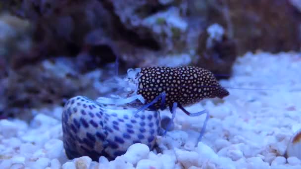 Video Leopard Spotted Bumblebee Mediterranean Saltwater Shrimp — Stock Video