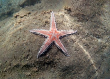 Kırmızı tarak kum seastarı - Astropecten aranciacus
