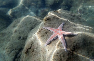 Kırmızı tarak kum seastarı - Astropecten aranciacus