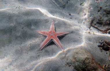 Kırmızı tarak kum seastarı - Astropecten aranciacus