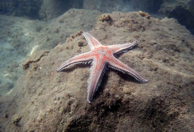 Kırmızı tarak kum seastarı - Astropecten aranciacus